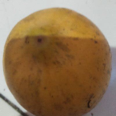 twiter memek|STW Kampung (@memek.